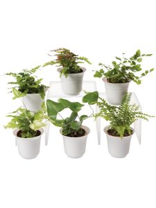 Fern Terrarium Plant Collection, Set of 6