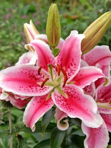 Stargazer Oriental Lilies, 3 Pack