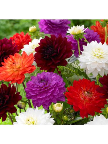 Karma Mixture Dahlia Bulb, 8 Pack