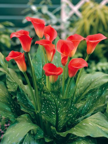 Red Sox Calla Lily Bulbs, 5 Pack