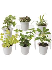 Low Light Terrarium Plant Collection, Set of 6