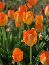 PF Tulip Bulbs 